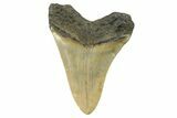 Serrated, Fossil Megalodon Tooth - North Carolina #298941-1